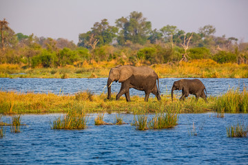 Fototapeta na wymiar Elephants from Caprivi Strip - Bwabwata, Kwando, Mudumu National park - Namibia