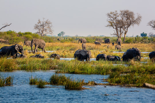 Elephants from Caprivi Strip - Bwabwata, Kwando, Mudumu National park - Namibia
