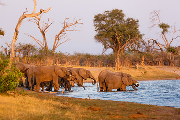 Elephants from Caprivi Strip - Bwabwata, Kwando, Mudumu National park - Namibia
