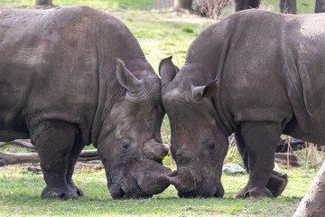 Obraz premium Rhino Faceoff