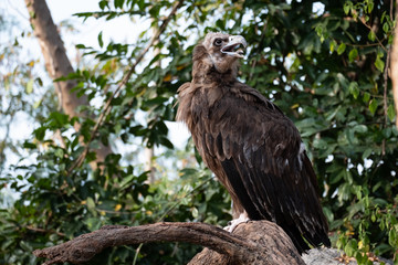 Obraz premium Cinereous Vulture