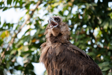 Cinereous Vulture