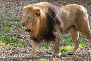 King of the Savannah