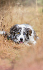 Border collie