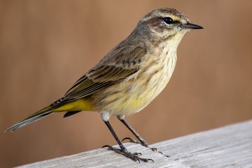 Pretty Bird