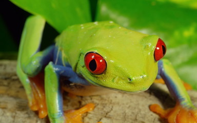 a frog that communicates at high frequencies