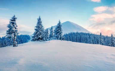 Fototapeta na wymiar Picturesque winter sunrise in mountain with snow covered fir trees, Carpathians, Ukraine, Europe. Colorful outdoor scene, Happy New Year celebration concept. Orton Effect.