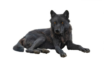canadian wolf isolated on white © fotomaster