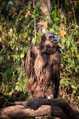 Cinereous Vulture