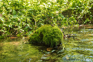 forest river with nice trees and plants