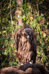 Cinereous Vulture
