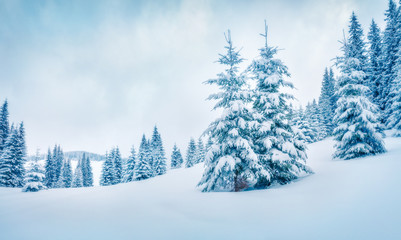 Frosty winter morning in mountain foresty with snow covered fir trees. Bright outdoor scene, Happy New Year celebration concept. Artistic style post processed photo. Orton Effect.