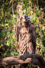 Cinereous Vulture
