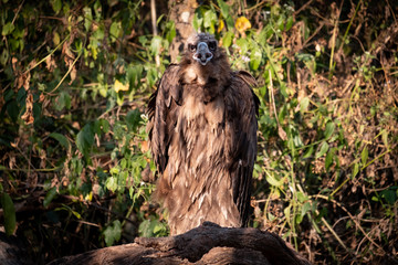Cinereous Vulture