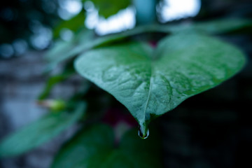 green leaf with water drops