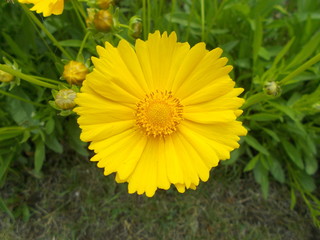  Yellow flowers in a city park