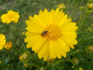  Yellow flowers in a city park