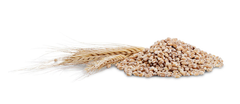 Pile of rye grain and ears near isolated on white background.