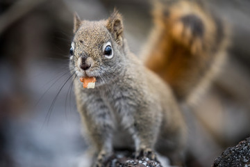 Red Squirrel