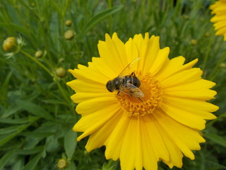  Yellow flowers in a city park