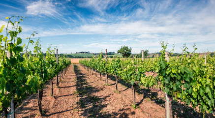 Fototapeta na wymiar Bright summer view of vineyard in Toscana. Picturesque morning scene of Tuscany, Italy, Europe. Beauty of nature concept background.