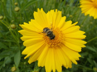  Yellow flowers in a city park