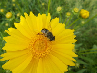  Yellow flowers in a city park