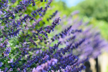 Lavendel auf Sylt