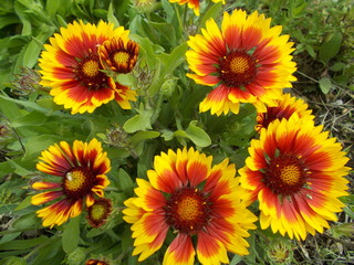 Fototapeta premium Yellow flowers in a city park