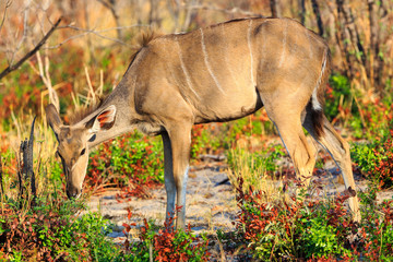 Kudu antelope in Khaudum National Park - Namíbie