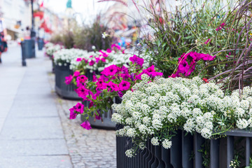 Fototapeta na wymiar Flowerbeds with different flowers on the street