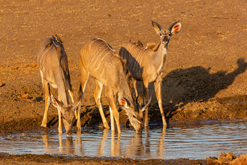 Kudu antelope in Khaudum National Park - Namíbie