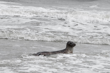 Seal only swims in the water, Seals are resting on a sandbar after a fish meal, wadden sea, Ameland