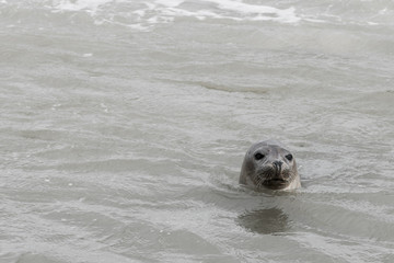 Fototapeta premium Seal only swims in the water, Seals are resting on a sandbar after a fish meal, wadden sea, Ameland