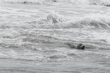 Seal only swims in the water, Seals are resting on a sandbar after a fish meal, wadden sea, Ameland