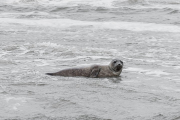 Seal only swims in the water, Seals are resting on a sandbar after a fish meal, wadden sea, Ameland
