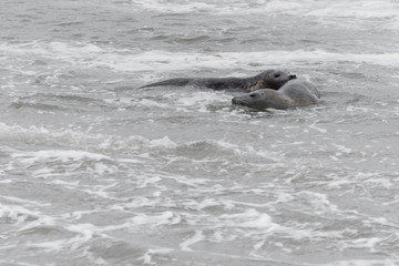 Fototapeta premium 2 seals playing in the water, Seals are resting on a sandbar after a fish meal, wadden sea, Ameland