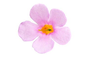 Obraz premium Oxalis pardalis isolated