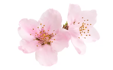 Poster Im Rahmen Cherry blossom, sakura flowers isolated © ksena32