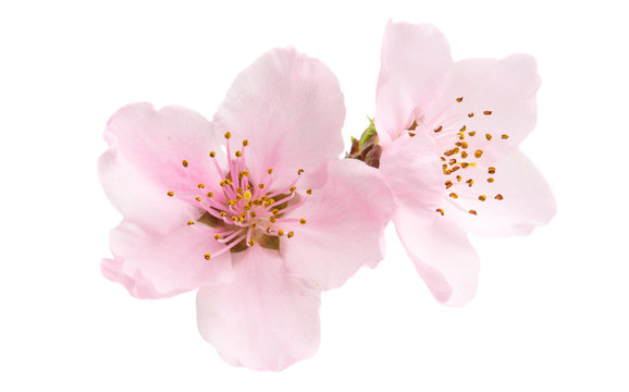 Cherry Blossom, Sakura Flowers Isolated