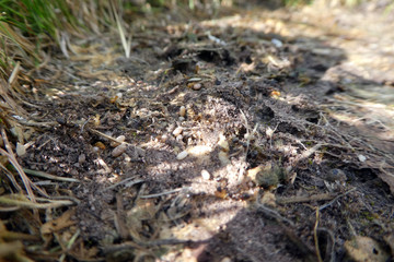 Gelbe Wegameise mit Eiern