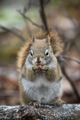 Red Squirrel