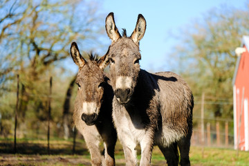 Mini Donkey Brothers Looking Camera