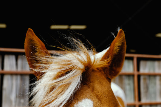 Paint horse mane close-up blowing in wind on farm.