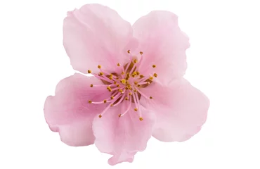 Foto op Plexiglas Cherry blossom, sakura flowers isolated © ksena32