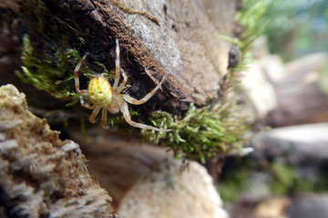 Araniella cucurbitina