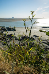 Atlantic Ocean Water Flowing in Mont Saint-Michel Bay in Normandy France