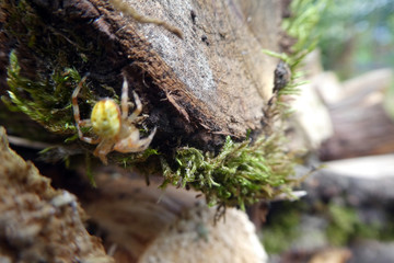 Araniella cucurbitina