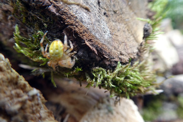 Araniella cucurbitina