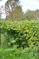 Fototapeta na wymiar climbing plants on a metal fence